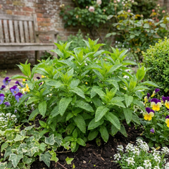 Moroccan Mint Herb Plants, Fresh Hardy Peppermint for Tea & Cooking, 1 Litre Root Ball