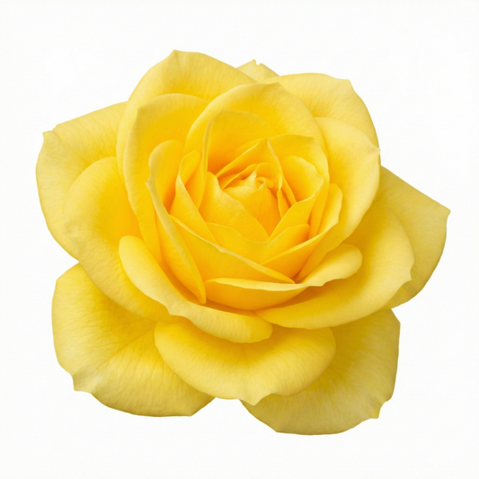 Rose Bush Yellow | 3L Pot