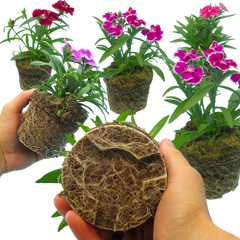 Dianthus Festival Growers selection