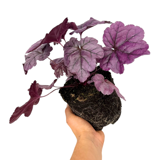 Heuchera Wildberry