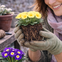 Primrose Cream | 3 or 6 1L Pots