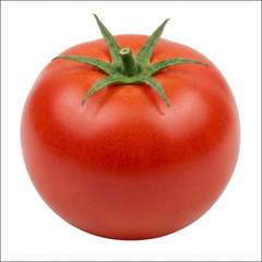 Set of 3 or 6 Large Plants - Tomato Shirley Variety, Ready to Plant in Your Garden