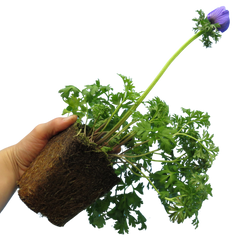 Anemone ‘Harmony Blue’, Ready to Plant in Your Garden