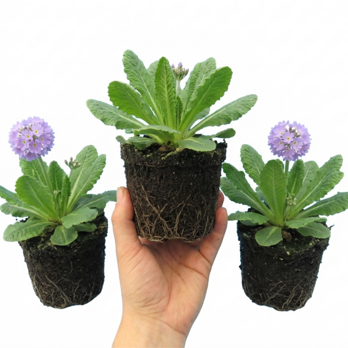 Primula Denticulata Lilac Drumstick Primrose Plants, Hardy Perennial, Bee Friendly Spring Flowering, Outdoor Garden Ready, 1 Litre Root-Ball
