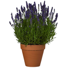 Lavender Dark Blue | 2L Pot