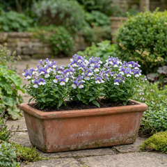 Nemesia Nuvo Blue Bicolour, Ready to Plant in Your Garden