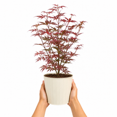 3 Litre Red Acer Tree, Japanese Maple Plant, Nursery Pots