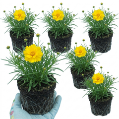 Coreopsis Early Sunrise Hardy Perennial Plants, Yellow Summer Flowers, Pollinator Friendly, 1 Litre Root Ball