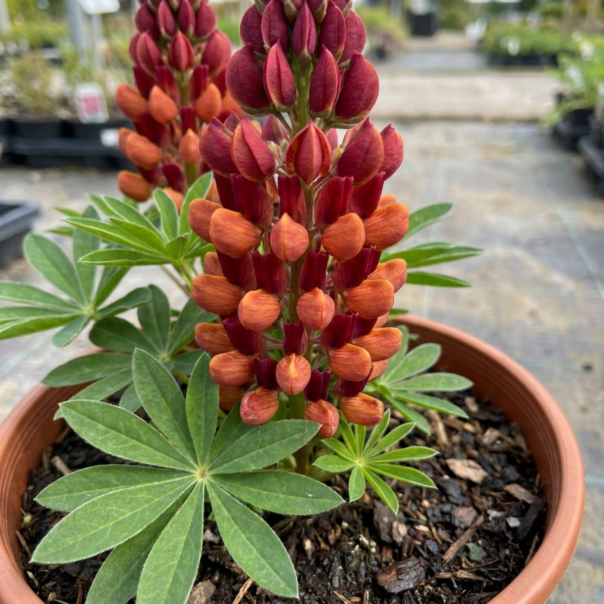 1 Lupin Gladiator Hardy Perennial Plant, Bee Friendly Summer Flowering, Outdoor Garden Ready, 19cm Root-Ball