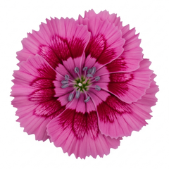 Set of 3 or 6 Large Plants - Dianthus Oscar, Outdoor Garden Ready