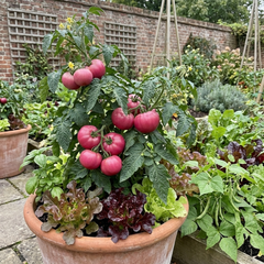 Set of 3 or 6 Large Plants - Tomato Rose Crush Variety, Ready to Plant in Your Garden