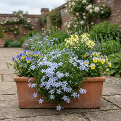 Set of 3 or 6 Phlox Emerald Cushion Blue Alpine Plants, Hardy Perennial Creeping Ground Cover, Flowering Garden Plants, 1 Litre Root-Ball