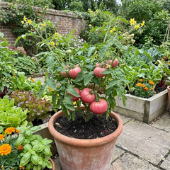 Set of 3 or 6 Large Plants - Tomato Brandy Boy Variety, Ready to Plant in Your Garden