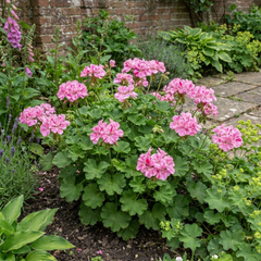 1 Geranium Pretty Little Pink Splash, Summer Flowering Plant, Outdoor Garden Ready, 5 Litre Root-Ball