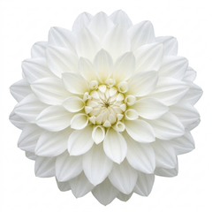 1 Dahlia Maggiore White Live Plant, Summer Flowering Outdoor Garden Ready, 3 Litre Root Ball
