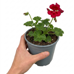 1 Large Plant - Geranium Calliope Red Splash, Outdoor Garden Ready, 2L Pot
