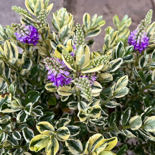 Hebe Variegata | 3 or 6 1L Pots