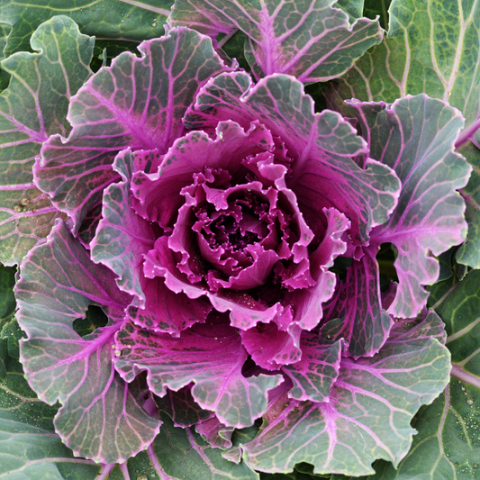 Ornamental Cabbage Red | 3 or 6 1L Pots