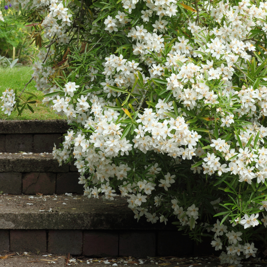 Choisya Sundance | 3 or 6 1L Pots