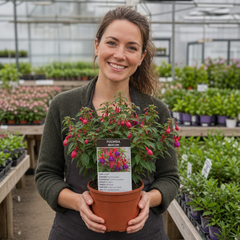 1 Fuchsia Beacon Hardy Perennial Plant, Summer Flowering, Outdoor Garden Ready, 3 Litre Root Ball