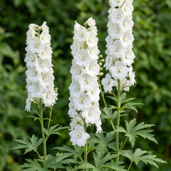 Set of 3 or 6 Delphinium Pacific Giants Galahad Hardy Perennial Plants, Tall Cottage Garden Flowers, Outdoor Garden Ready, 1 Litre Root-Ball