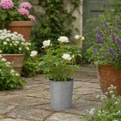 3Ltr Patio Rose Plant, White Rose Bush, Nursery Pots