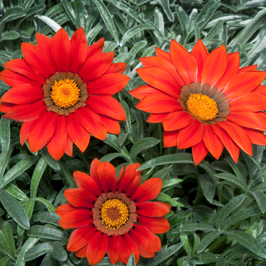 Gazania Kiss Red | 3 or 6 1L Pots