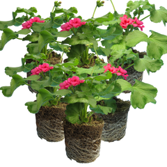 Set of 3 or 6 Large Plants - Geranium Calliope Rose Splash, Ready to Plant in Your Garden
