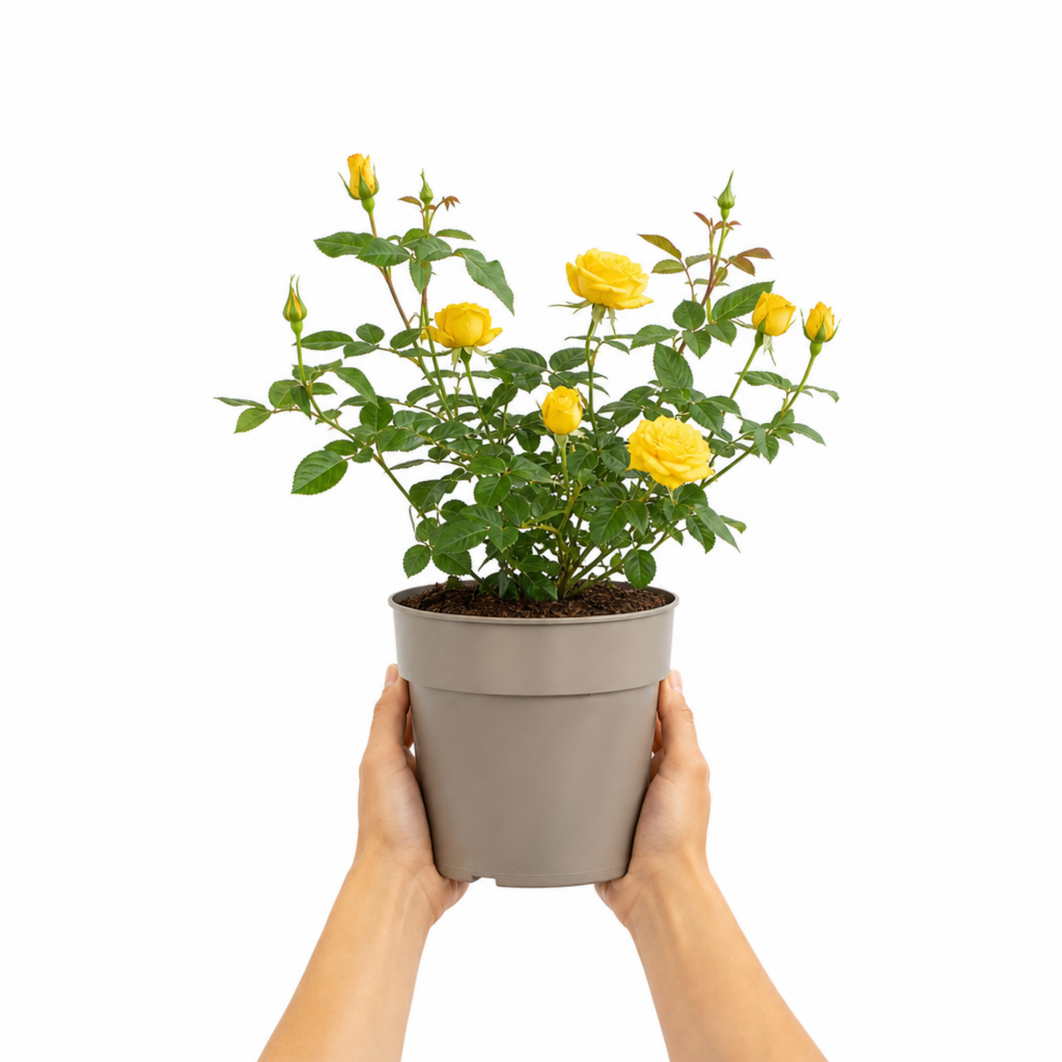 3Ltr Patio Rose Bush, Nursery Pots, Garden Ready