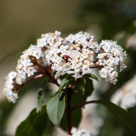 Viburnum Tinus | 3L Pot
