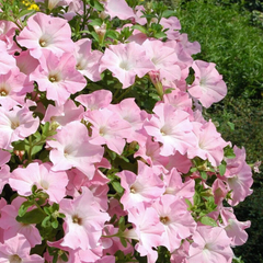 Set of 3 or 6 Large Plants - Petunia Express Apple Blossom, Outdoor Garden Ready