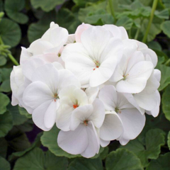 Geranium Toscana Erika | 3 or 6 1L Pots