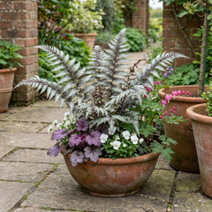 Japanese Painted Fern Athyrium Pewter Lace Plants, Hardy Shade Perennial, 1 Litre Root Ball