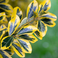 Euonymus Microphyllus Aureomarginatus | 2L Pots