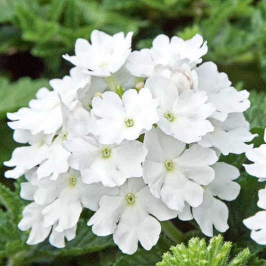 3 Large Plants - Verbena Lanai Up White, Ready to Plant in Your Garden