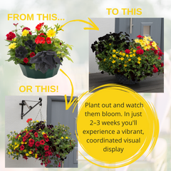 7 Colour Coordinated Plants - Brilliant Bling Theme Speedplanter, Garden Ready