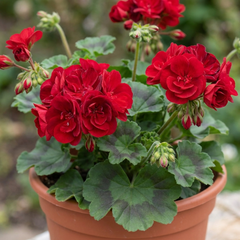 Set of 3 or 6 Large Plants Geranium Calliope Landscape Fire, Ready To Plant In Your Garden