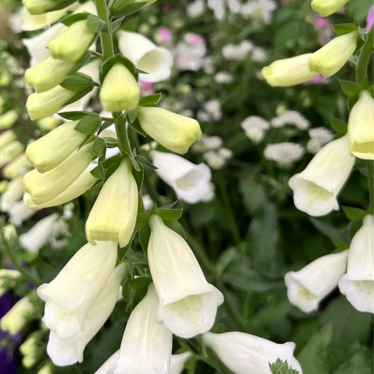 Foxglove White, Ready to Plant in Your Garden, 1L Rootballs