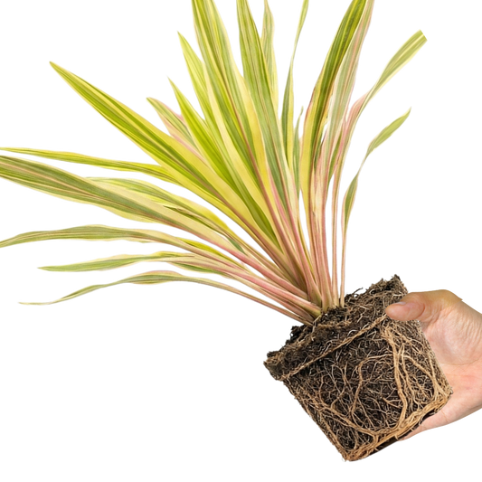 1 Large Plant - Cordyline Lime Passion, Ready to Plant in Your Garden, Peat Free