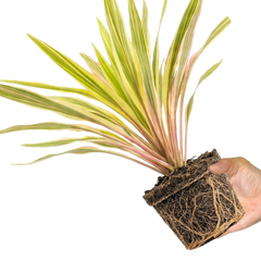 1 Large Plant - Cordyline Lime Passion, Ready to Plant in Your Garden, Peat Free