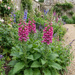1 Digitalis Hanabee Deep Rose Foxglove Plant, Bee Friendly Hardy Perennial, 2 Litre Root Ball