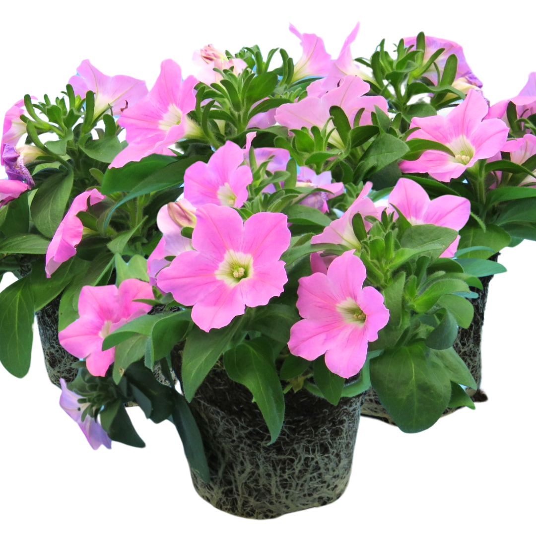 Petunia Easy Wave Pink | 3 or 6 1L Pots