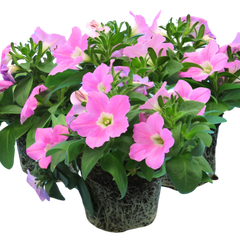 Petunia Easy Wave Pink | 3 or 6 1L Pots