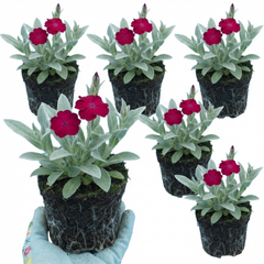 Set of 3 or 6 Lychnis Atrosanguinea ‘Rose Campion’ Hardy Cottage Garden Perennial Plants, Summer Flowering, Outdoor Garden Ready, 1 Litre Root-Ball