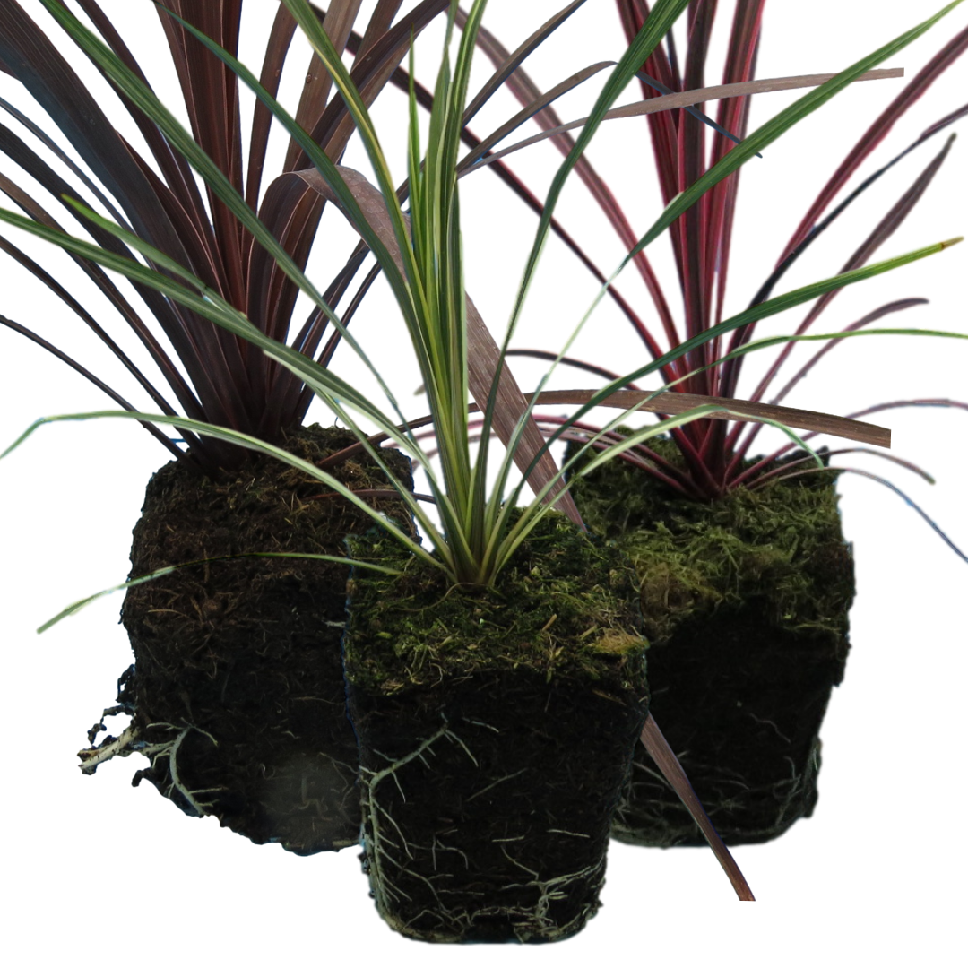 Cordyline Collection  | 3 or 6 1L Pots