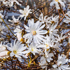 Magnolia Stellata | 3L Pot