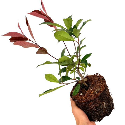 Photinia Red Robin | 2L Pot