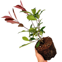 Photinia Red Robin | 2L Pot