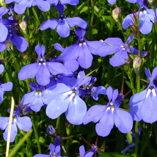 Lobelia Hot WaterBlue Improved | 3 or 6 1L Pots