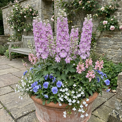 Delphinium Lilac Rose White Bee Hardy Perennial Plants, Summer Flowering Cottage Garden Plants, Outdoor Garden Ready, 1 Litre / 11cm Root-Ball
